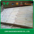 CDX Pine Plywood for Australia market