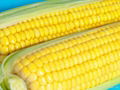 Yellow Corn # 3  1