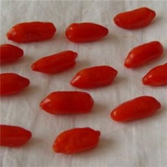 Inner Mongolia Organic GOJI