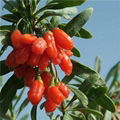 Qinghai Organic GOJI 1