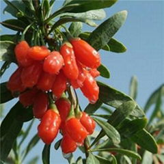 Qinghai Organic GOJI