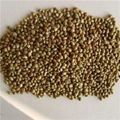 Whole Hemp Seeds