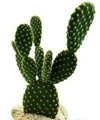 Factory supply High quality 10:1 Cactus
