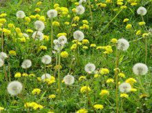 Best selling Good quality Dandelion extract