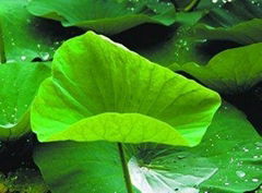 Hot sale Lotus 2%-50% Leaf Extract