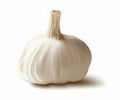 High quality 0.5%-5% Garlic Extract 1