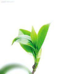 Good Quality Green Tea Extract