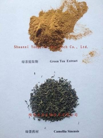 纯天然 优质原料 绿茶提取物 茶多酚98%  2