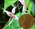 Epimedium Breviconum Extract