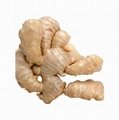 Hot Selling Product High Quality Gingerol 1% Ginger Extract,Black Ginger Extract 1