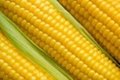 Yellow corn maize for human consumption