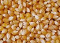 Yellow corn maize for human consumption