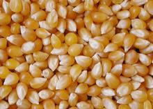 Yellow corn maize for human consumption and animal feed