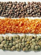  Brown Lentils