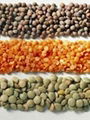  Brown Lentils 4