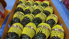 PREMIUM FRESH MINI PINEAPPLE / PHULAE