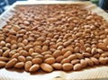 Almond Nuts, Best Quality Almond Nuts,