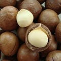 Pistachio Nuts In Shell 1