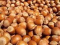 Dried Hazelnut Quality Hazel Nuts Grade