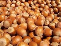 Dried Hazelnut Quality Hazel Nuts Grade A for Sale