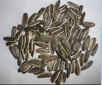  Sunflower Seeds for  sale