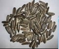 Sunflower Seeds for  sale