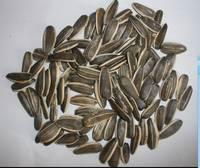 Sunflower Seeds for  sale