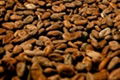 HISPANIOLA ORGANIC CACAO BEANS 2