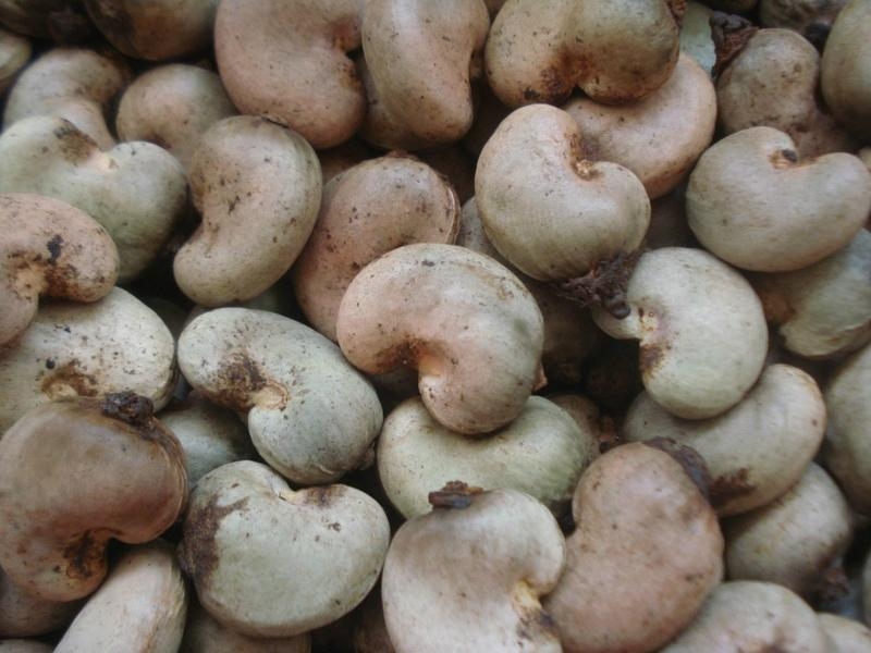 Raw Cashew Nut (Nigeria Trading Company) Nuts Products Processed