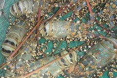 Live Tropical Lobster Vietnam