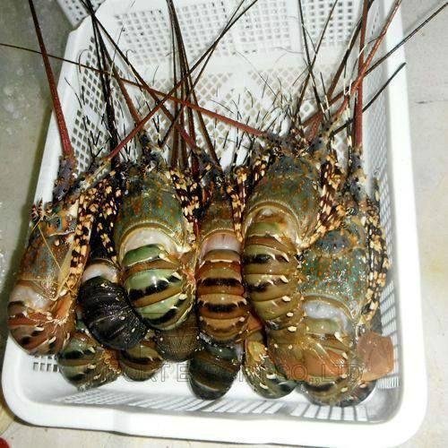 Frozen Lobster Vietnam