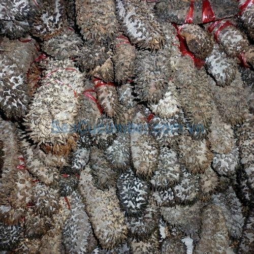 Dried Prickly Fish Sea Cucumber Vietnam