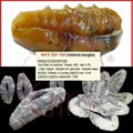 Dried White Teat Fish Sea Cucumber 1