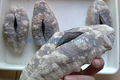 Dried White Teat Fish Sea Cucumber 2