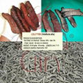 Dried Lolly Fish Sea Cucumber