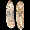 Sea Cucumber Elephant's Trunk Fish