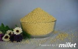 Good Quality Millet with Competitive Price