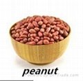 Best Price Peanut Supplier From China 1