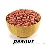 Best Price Peanut Supplier From China