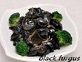 2015 Good Quality of Dried Black Fungus for Sale 1
