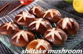 Chinese Shiitake Mushroom Price