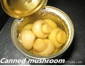 Canned Whole Mushroom Trading