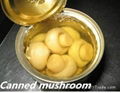 Canned Whole Mushroom Trading 1