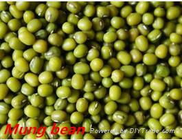 High Quality Original Mung Bean