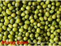 High Quality Original Mung Bean