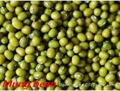 High Quality Original Mung Bean