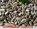 Chinese Wholesale Sunflower Seeds