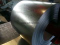 Hot Dipped Galvanized Steel Coil for Building