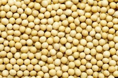 Non-Gmo Soybean