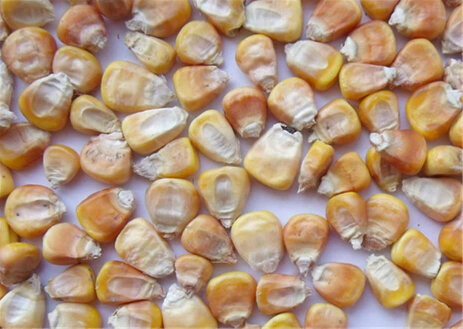 High Quality Yellow Corn